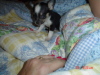 puppy_first_day_home_009.JPG